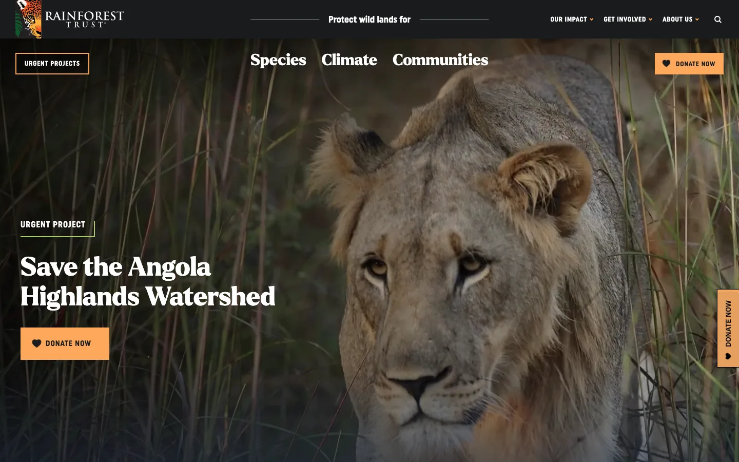 Screenshot of the Rainforest Trust homepage showing a lion in tall grass with an urgent project donation call to action